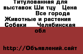 Титулованная для выставок Ши-тцу › Цена ­ 100 000 - Все города Животные и растения » Собаки   . Челябинская обл.